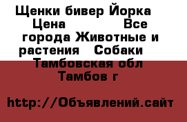 Щенки бивер Йорка  › Цена ­ 30 000 - Все города Животные и растения » Собаки   . Тамбовская обл.,Тамбов г.